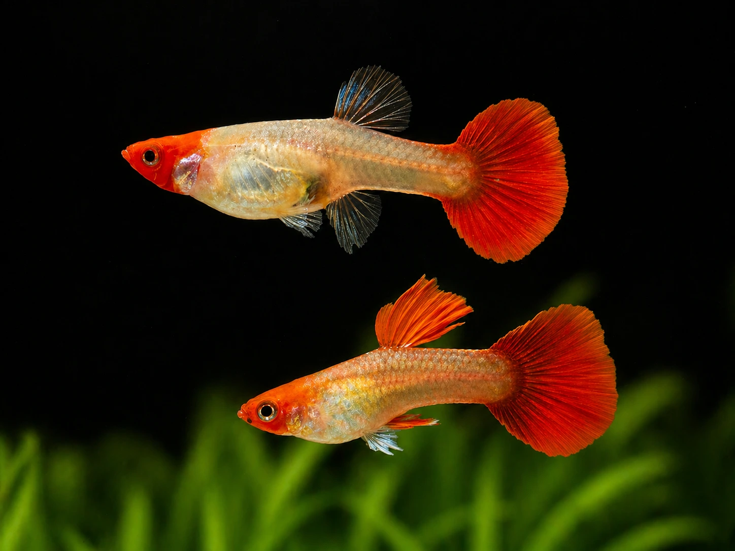 Guppy par (Poecilia ret. / red tuxedo KOI /red nose)